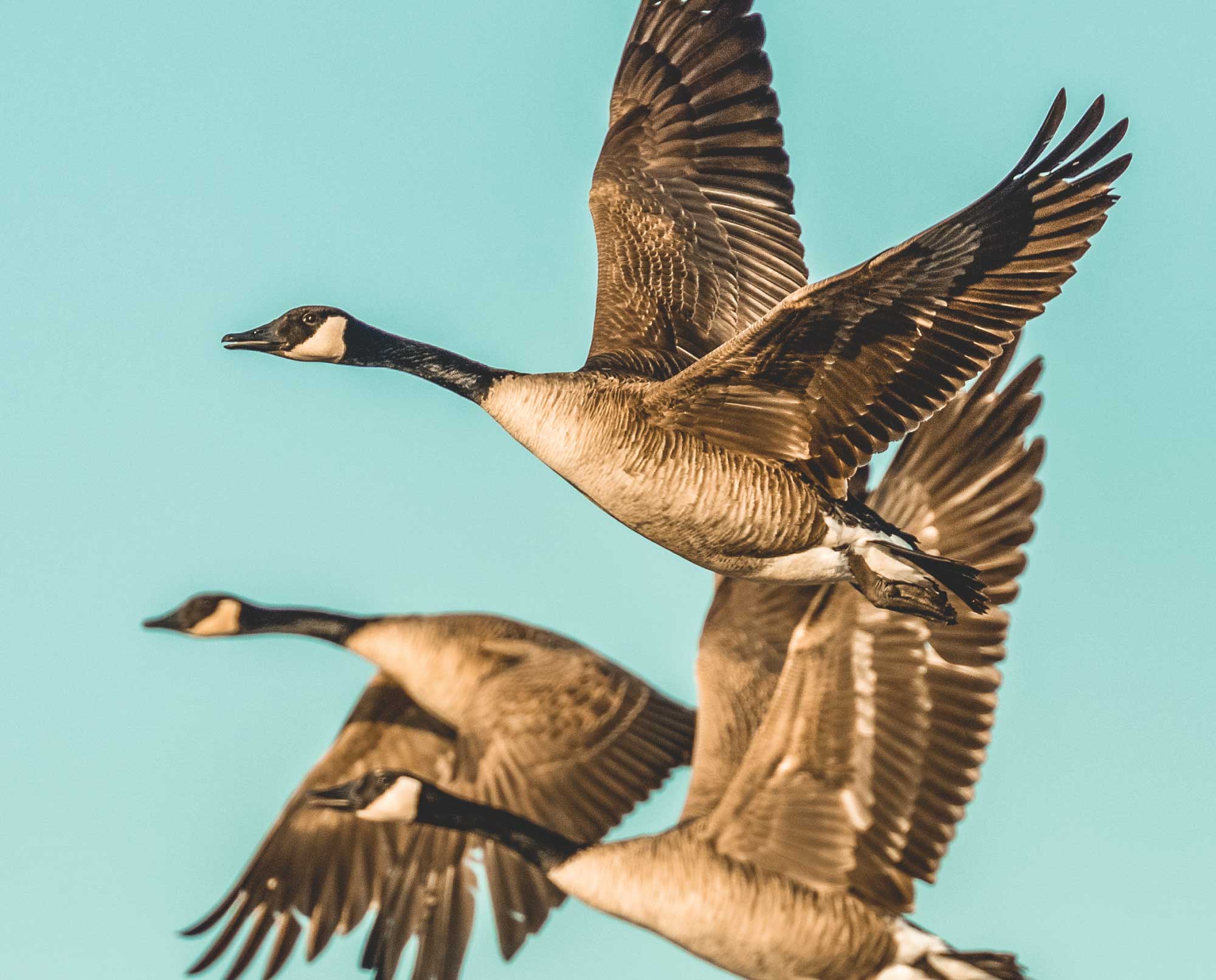 A pair of Canada geese in flight