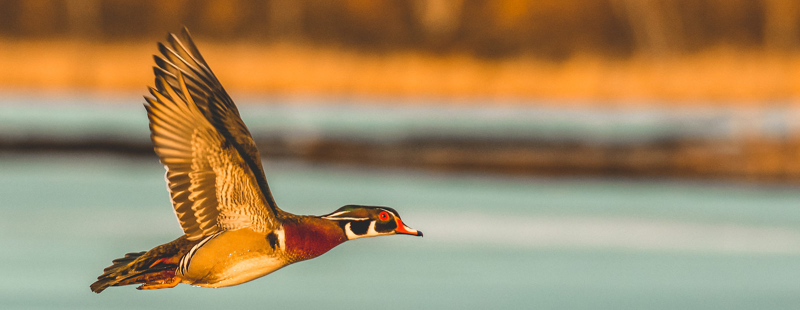 A male wood duck flies at sunset with a marsh in the background