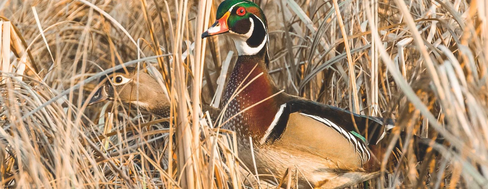 Wood Duck - A Waterfowl Species Profile by Endless Migration