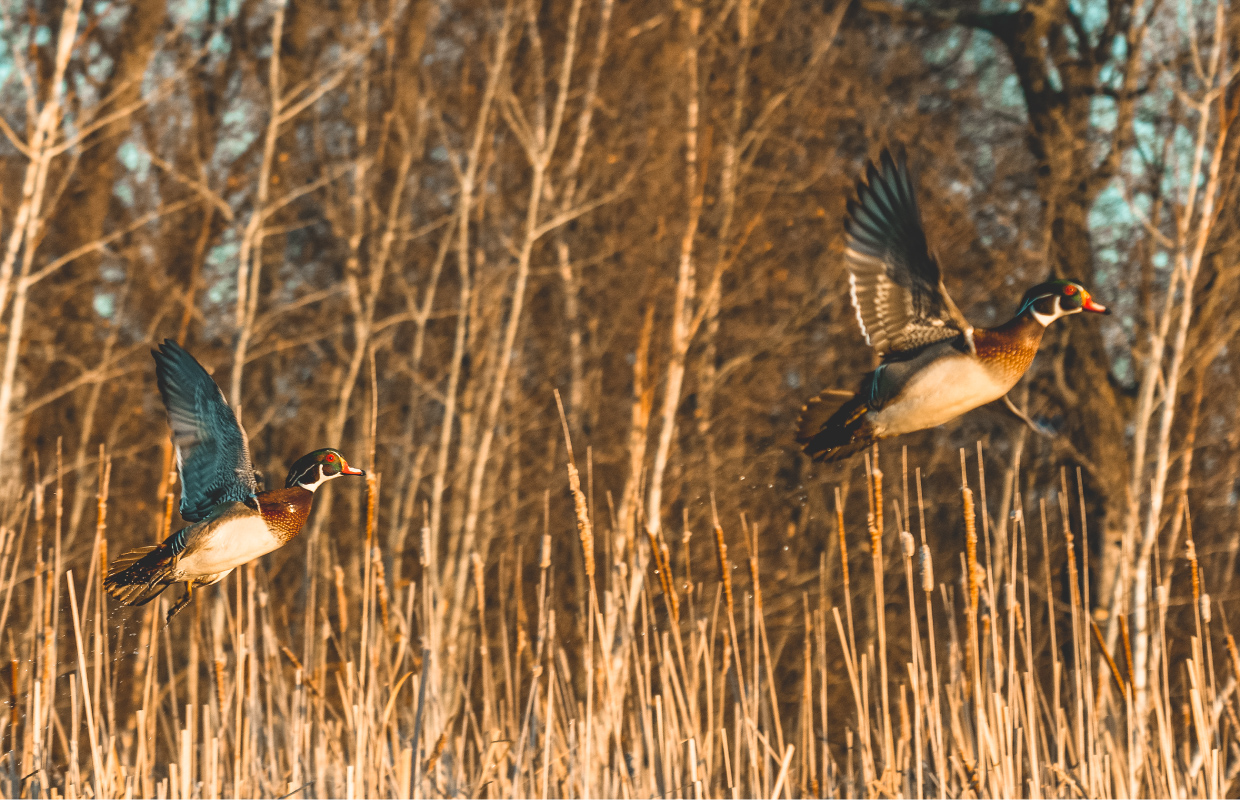 Wood Duck - A Waterfowl Species Profile by Endless Migration