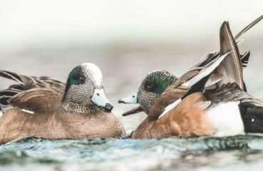 Two American Wigeon ducks on a lake