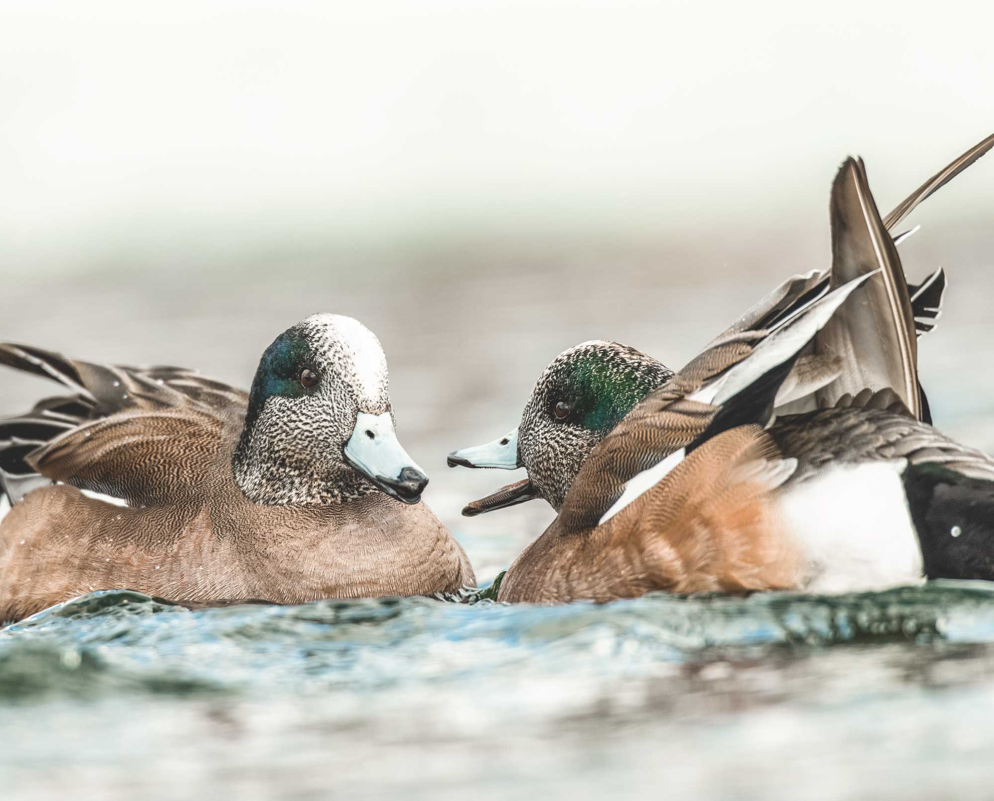 Two American Wigeon ducks on a lake