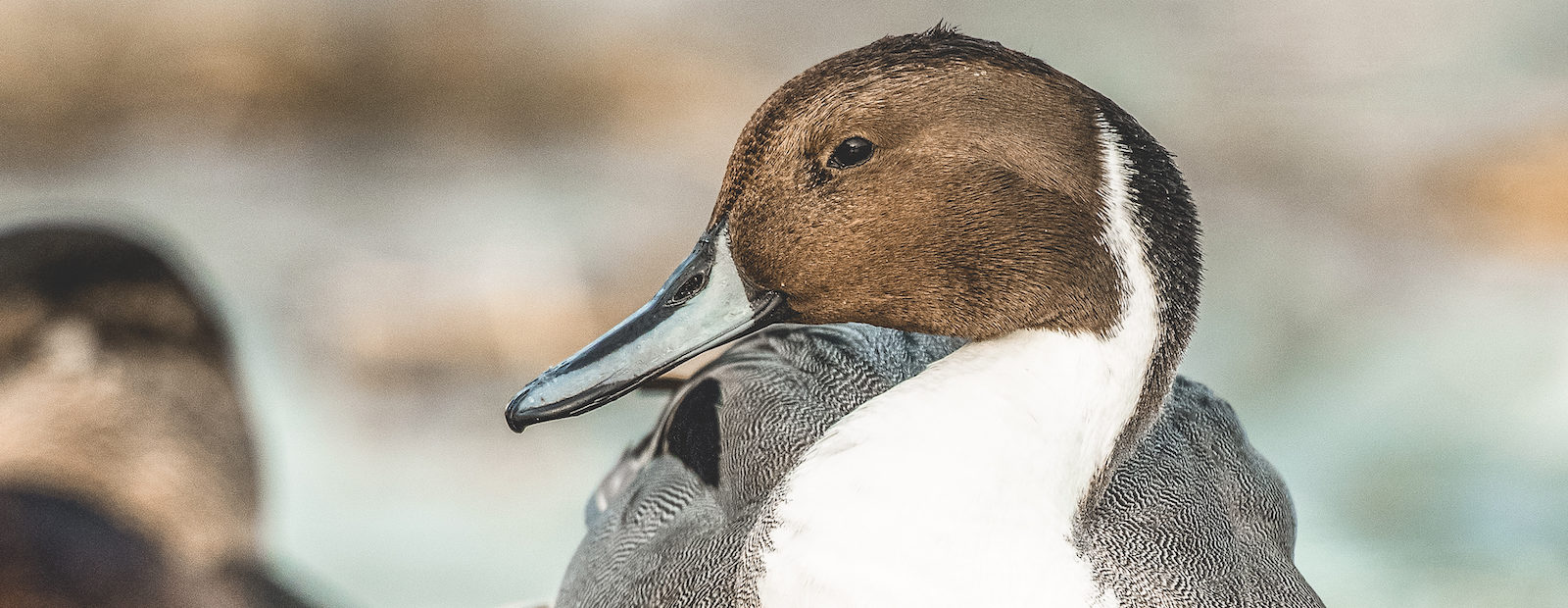A male pintail duck in a resting pose