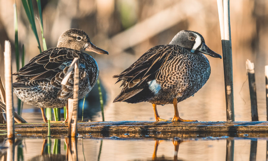 A blue-winged teal hen and drake standing on a log in a pond