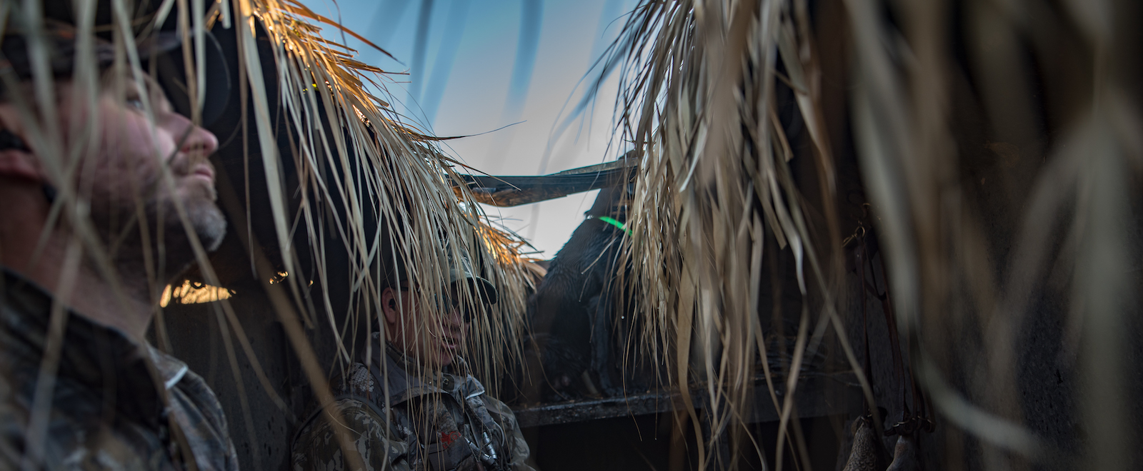 Duck hunters wait in a hunting blind with a black labrador retriever
