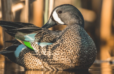 A blue winged teal preens in marsh reeds