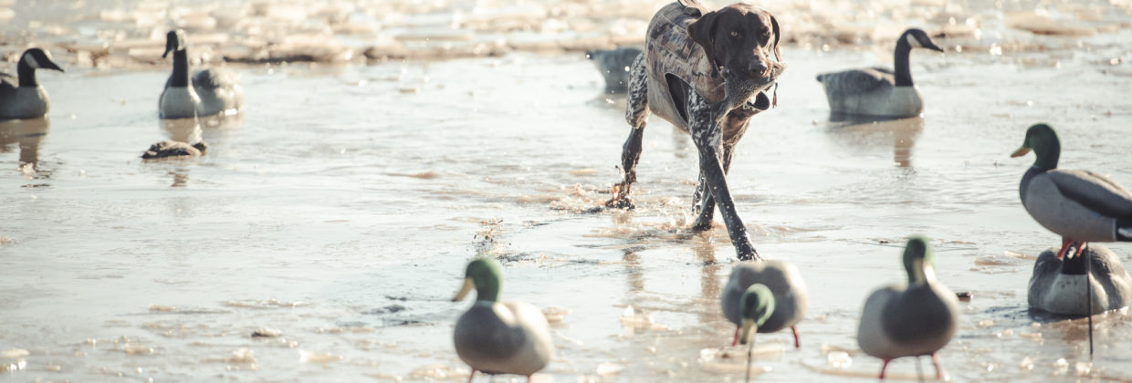 German Shorthaired Pointers For Waterfowl Hunting Endless Migration