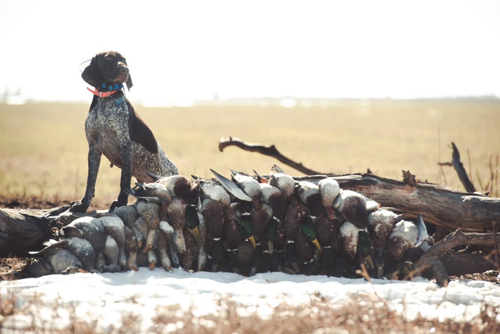 A German shorthaired pointer with a bunch of mallards while duck hunting. 