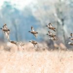 A flock of blue winged teal in flight