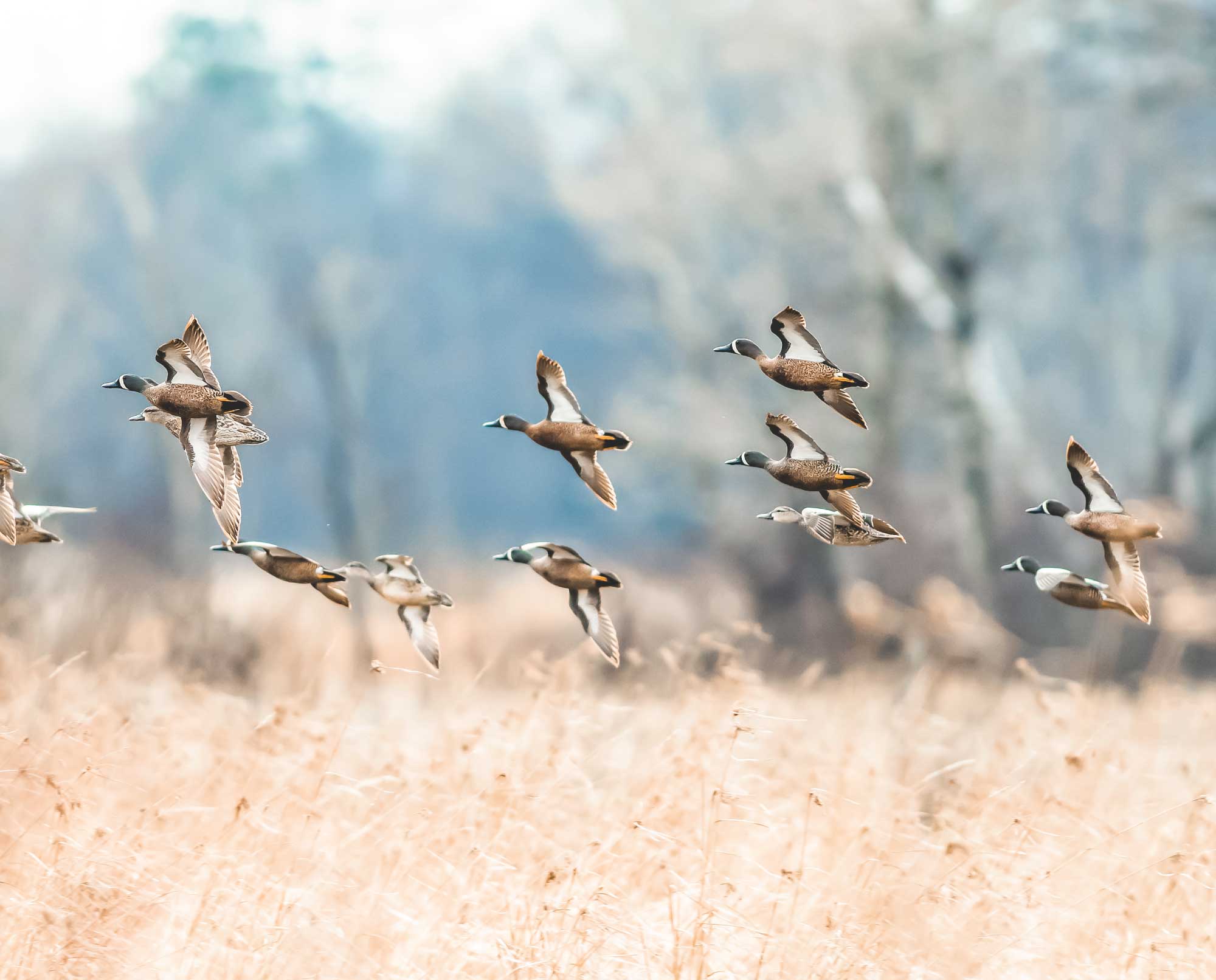 A flock of blue winged teal in flight