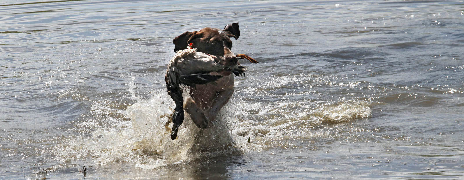 A German Shorthaired Pointer retrieves a duck from the water