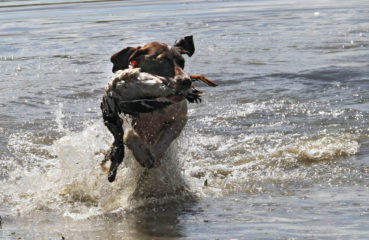 A German Shorthaired Pointer retrieves a duck from the water