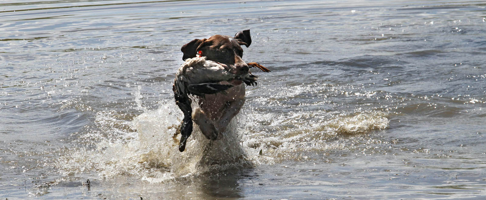 german shorthaired pointer duck hunting dogs