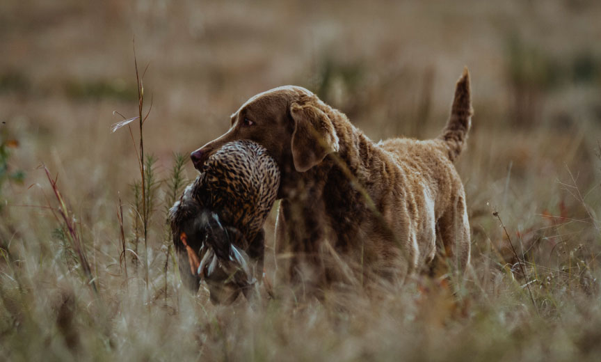 A Chesapeake Bay Retriever with a duck in his mouth. 