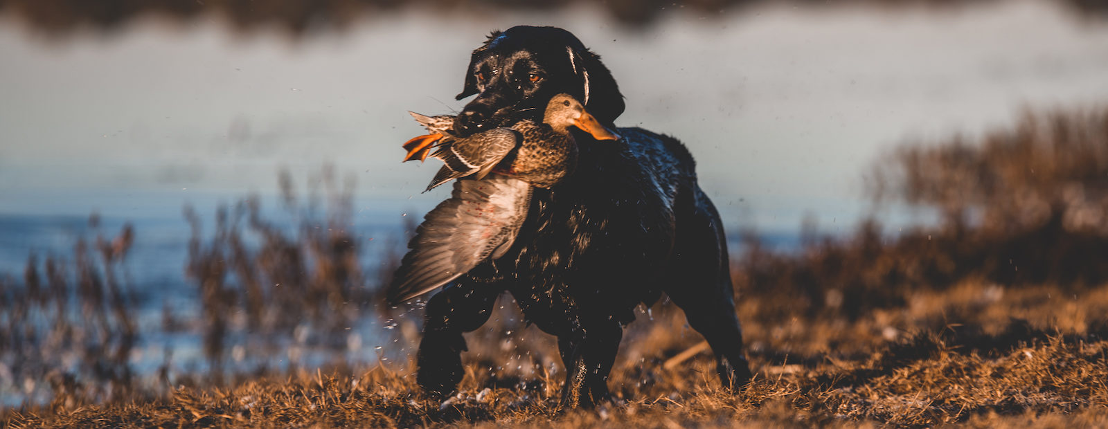 A black Labrador retriever carries a female duck