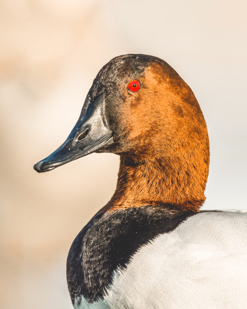 A close up of a canvasback duck