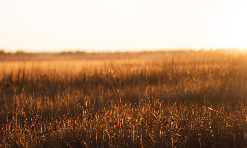 Evening sun shines through a prairie grass scene