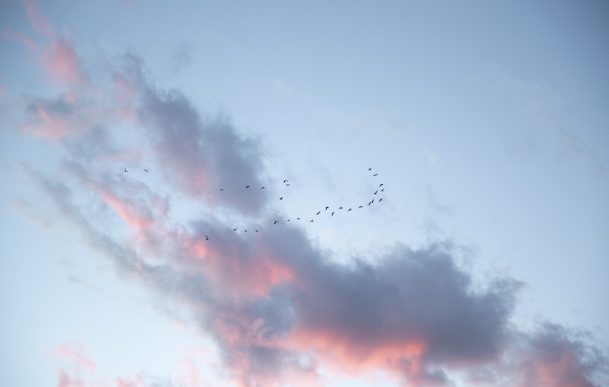 A flock of ducks flies in a v formation against a sunrise sky