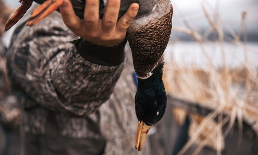 A shot drake mallard in the hand of a duck hunter