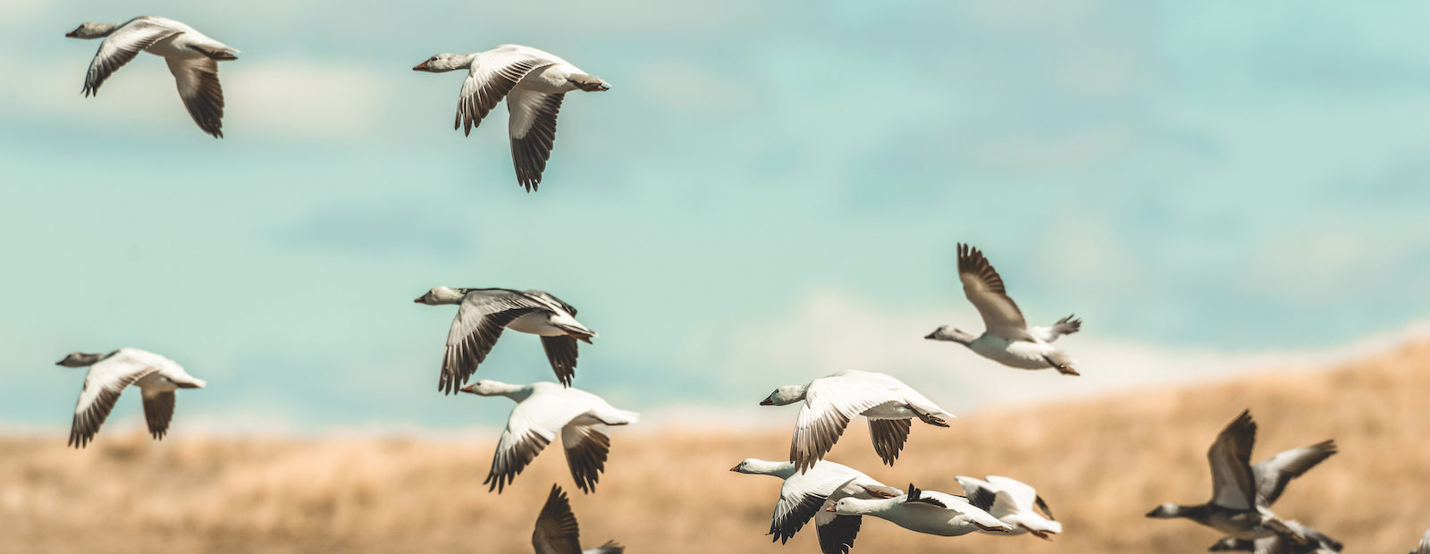 A flock of snow geese in flight