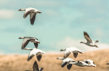 A flock of snow geese in flight