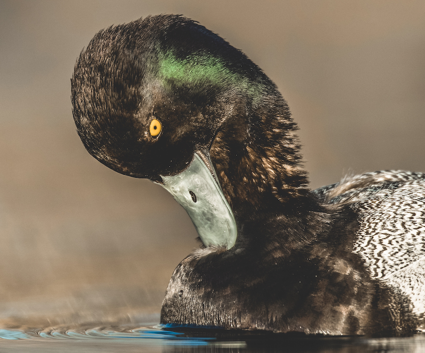 A greater scaup drake preens while swimming