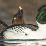 A male and female common goldeneye swim on a pond