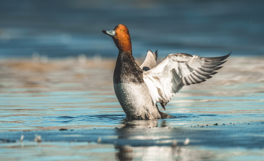 A drake redhead duck stretches his wings on a winter pond