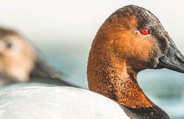 A male canvasback duck in profile