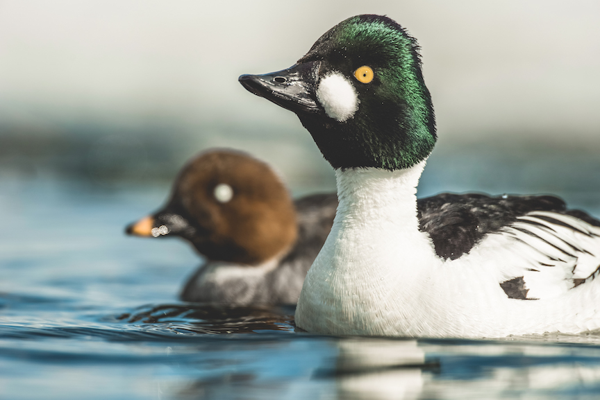 A pair of common goldeneyes swimming