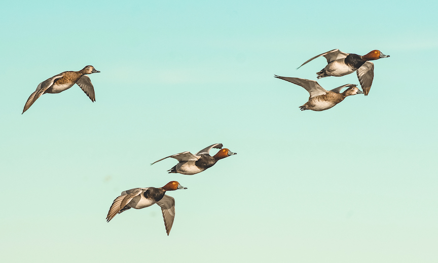A flock of redhead ducks, male and female, fly against a blue sky