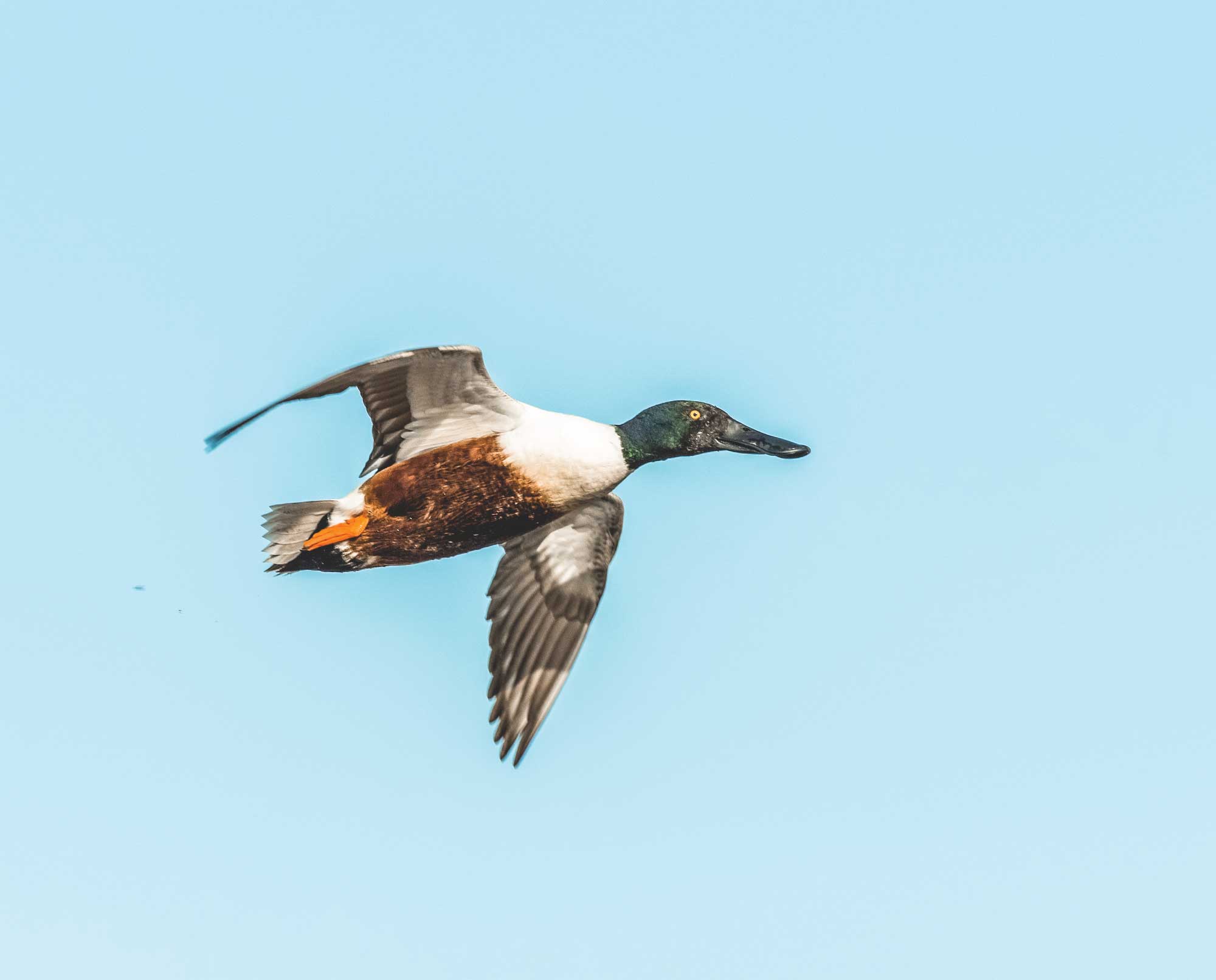 A male Northern Shoveler flies against a blue sky
