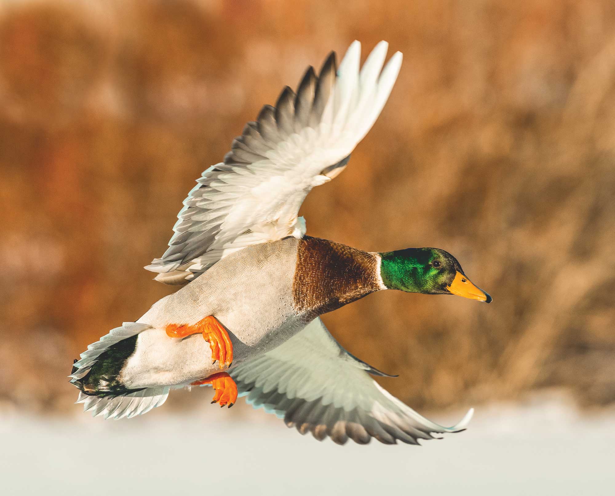 A male mallard duck comes in for a landing