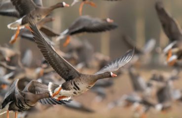 A flock of greater white fronted goose flying
