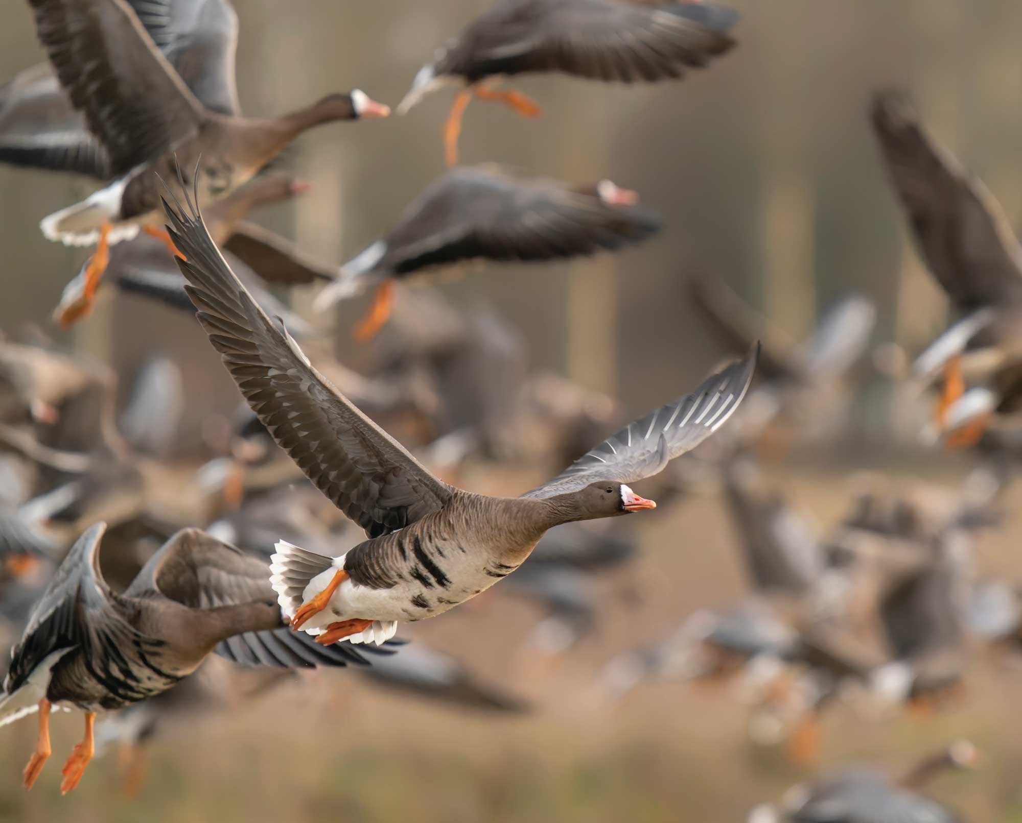 A flock of greater white fronted goose flying