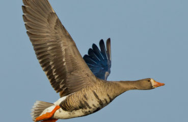 A greater white fronted goose flies against a blue sky