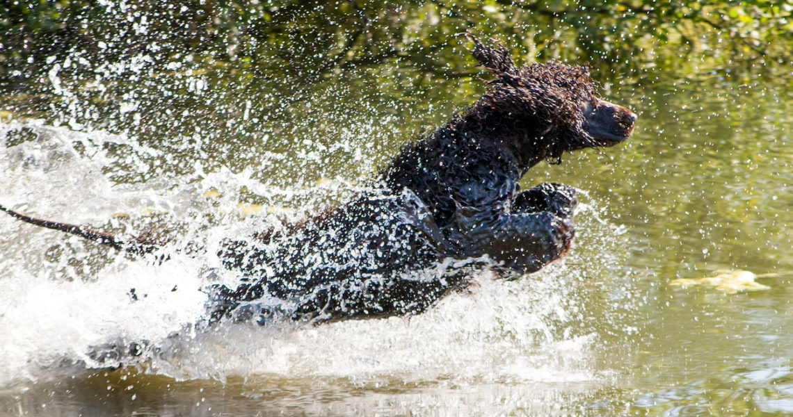 An Irish Water Spaniel leaps into the water for a retrieve