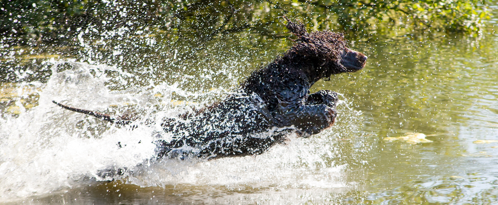 water hunting dog breeds