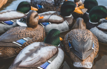 Duck hunting decoys float on the water