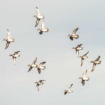 A flock of green winged teal ducks in flight