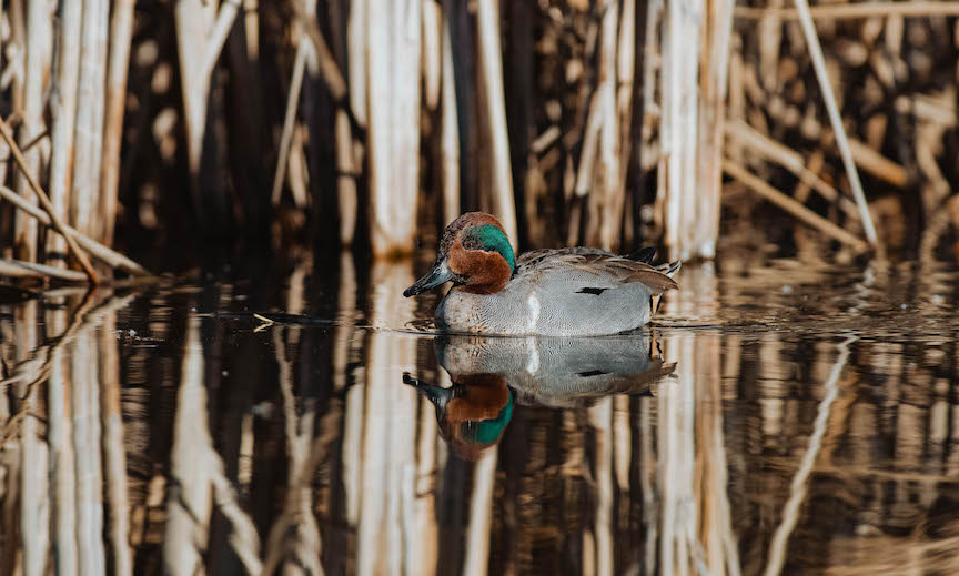 A male green winged teal swims against a backdrop of reeds