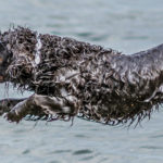 A Boykin Spaniel leaps into the water for a retrieve