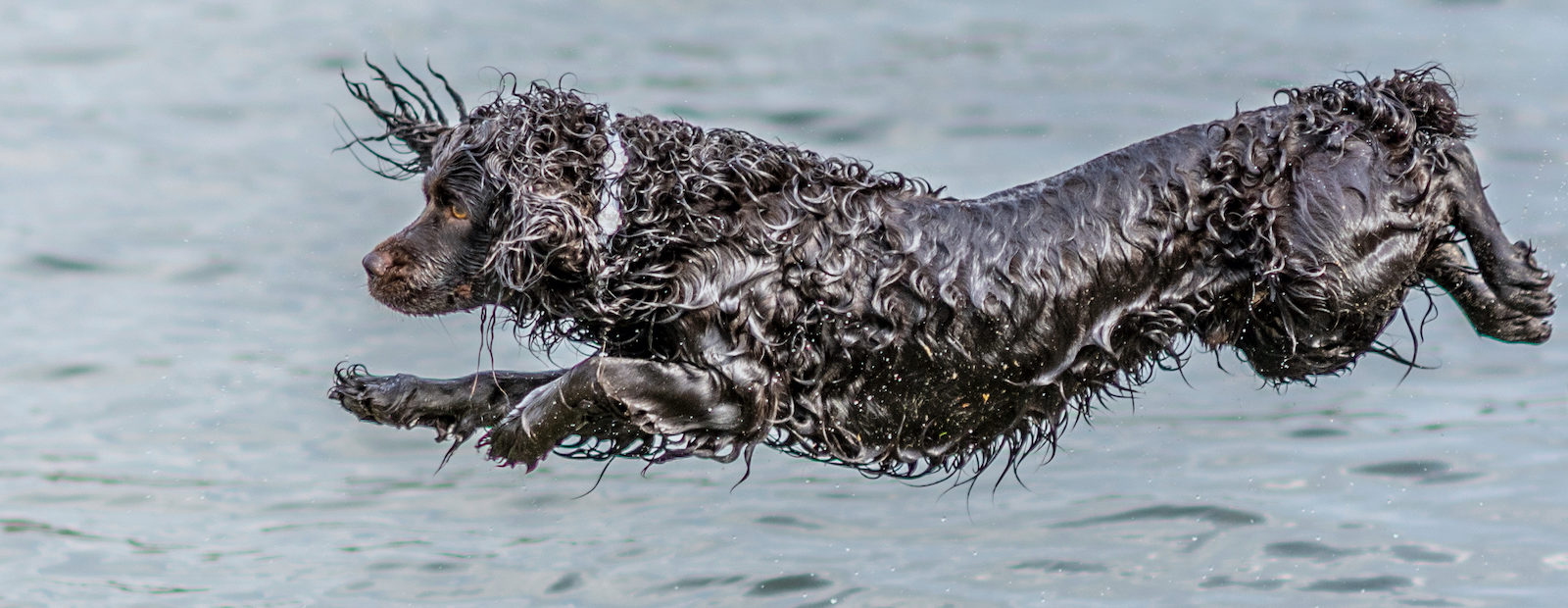 A Boykin Spaniel leaps into the water for a retrieve