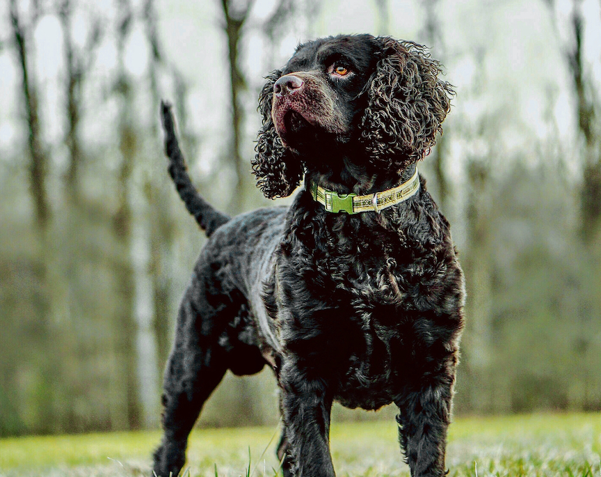 American Water Spaniel stands against a wooded background