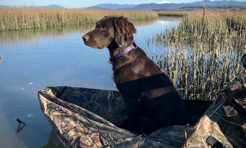 Versatile dog waiting in a kayak for duck hunting