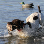 A German Shorthaired Pointer retrieves a duck from a lake