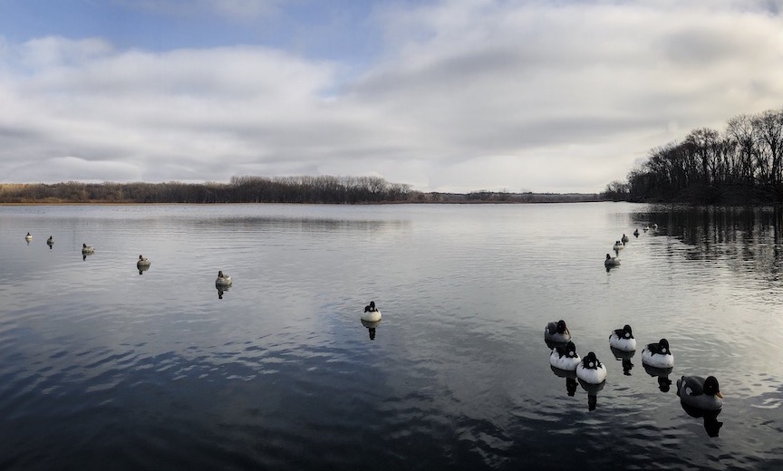 A spread of decoys set on a lake for duck hunting