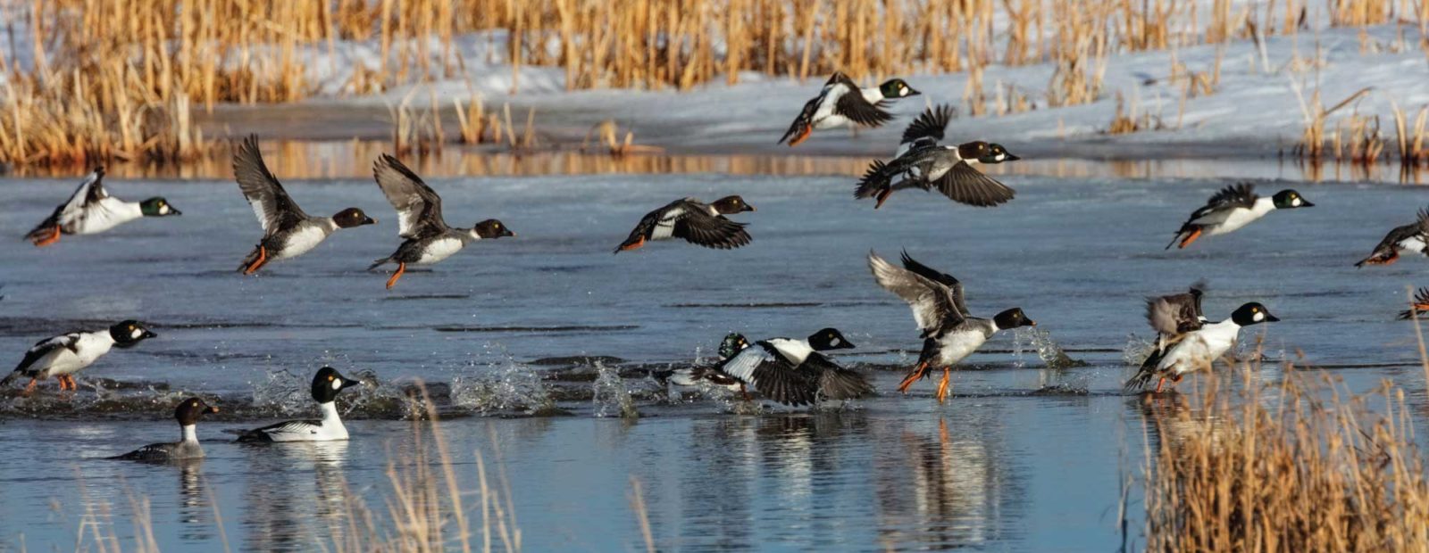 Goldeneye ducks take off from pond