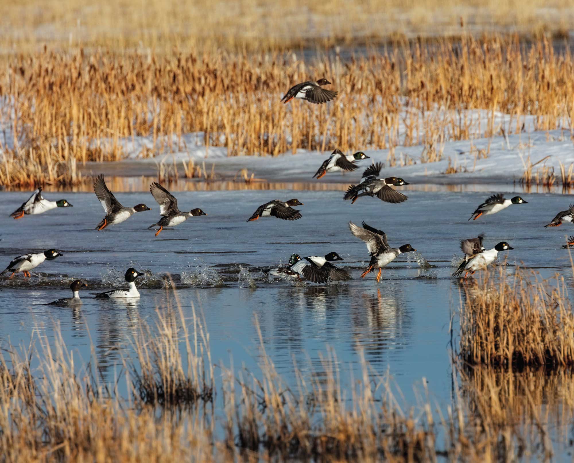 Goldeneye ducks take off from pond