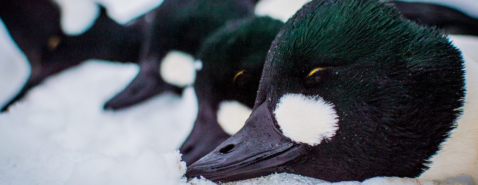 Goldeneye ducks lined up on the snow after a duck hunt